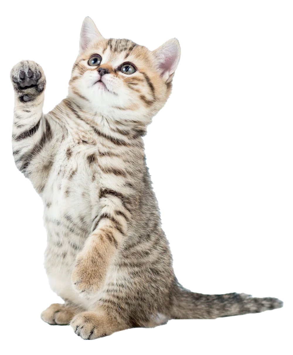 Gatito acompañando a MAICO
