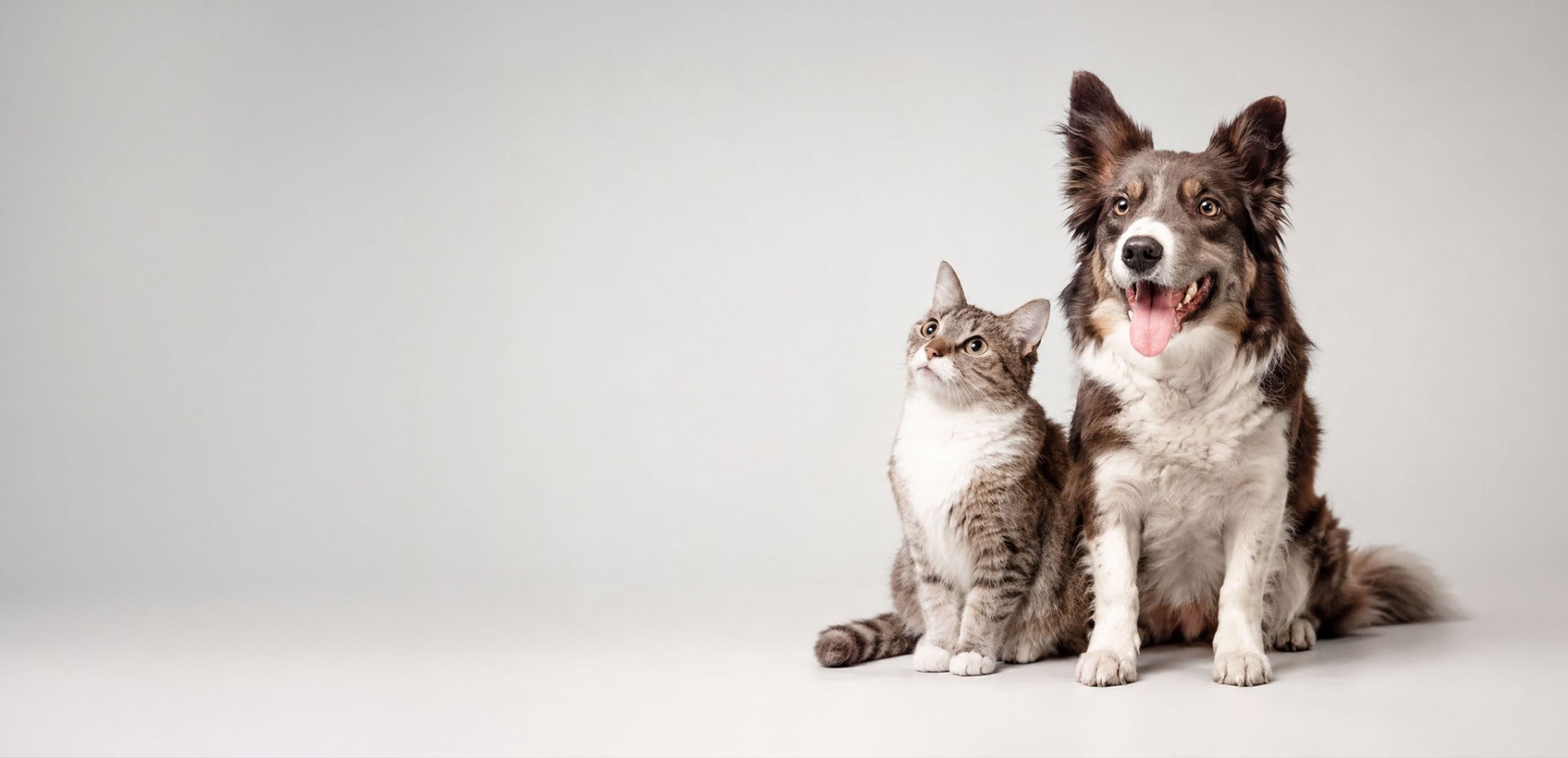 Perro y gato — diagnóstico veterinario para pequeñas especies