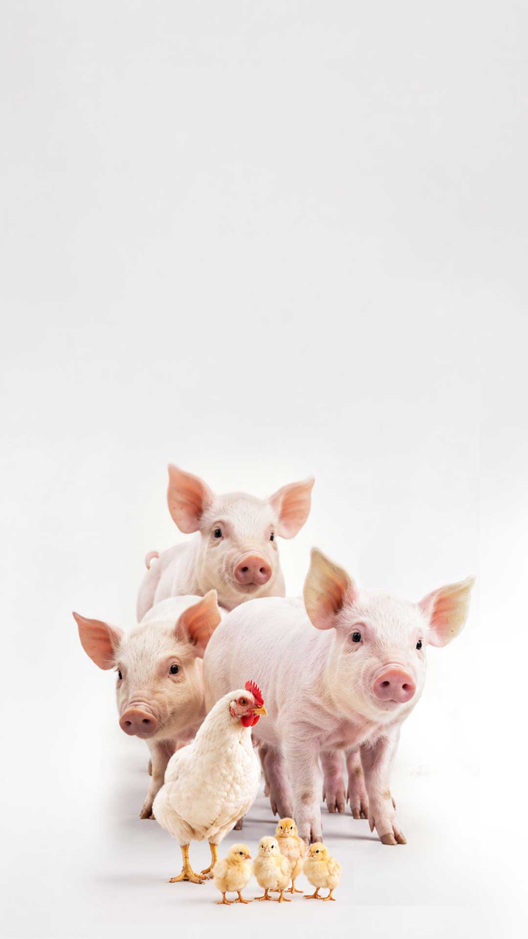 Cerdos, gallina y pollitos — diagnóstico para producción pecuaria