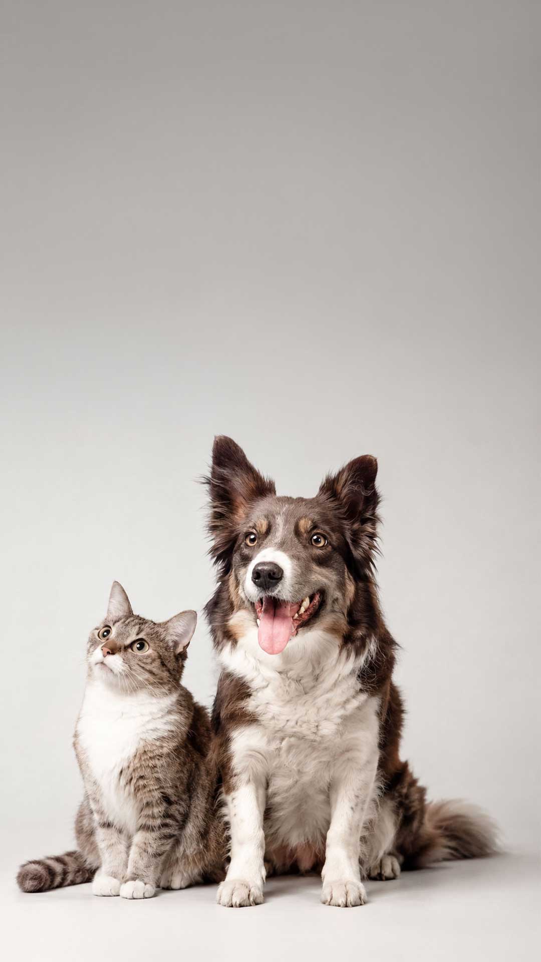 Perro y gato — diagnóstico veterinario para pequeñas especies